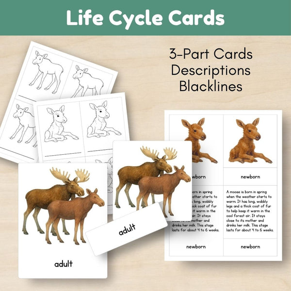 Boreal Forest (Taiga) Biome: Life Cycle and Parts of a Moose