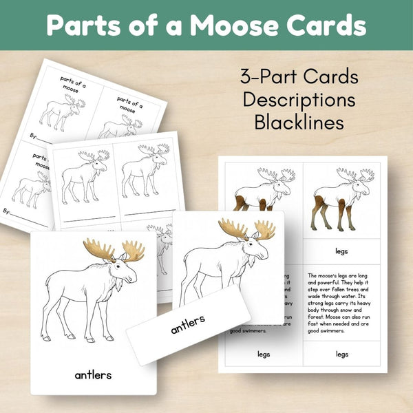 Boreal Forest (Taiga) Biome: Life Cycle and Parts of a Moose