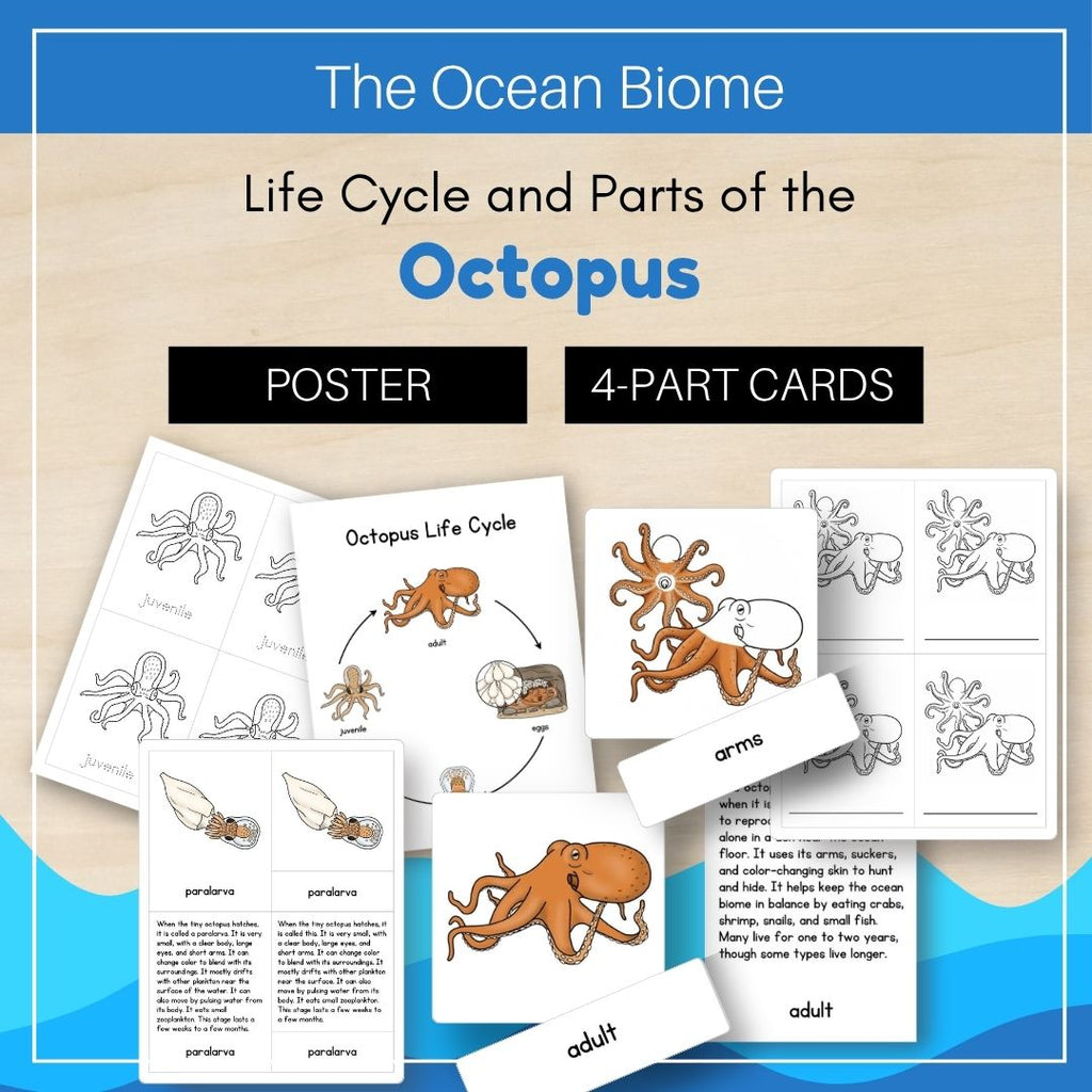 Ocean Biome: Life Cycle and Parts of an Octopus