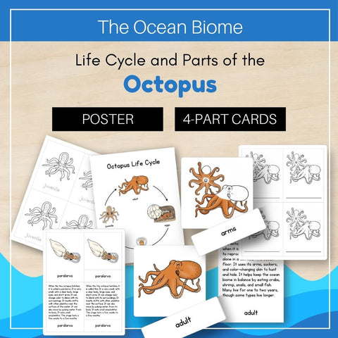 Ocean Biome: Life Cycle and Parts of an Octopus