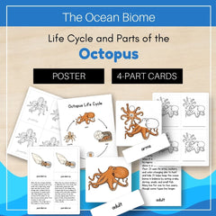 Ocean Biome: Life Cycle and Parts of an Octopus
