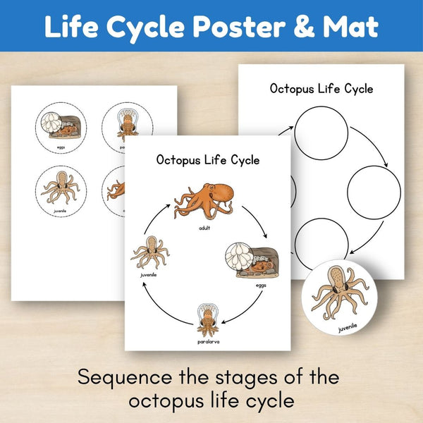Ocean Biome: Life Cycle and Parts of an Octopus