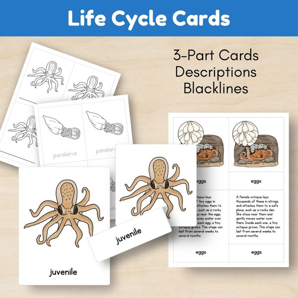Ocean Biome: Life Cycle and Parts of an Octopus
