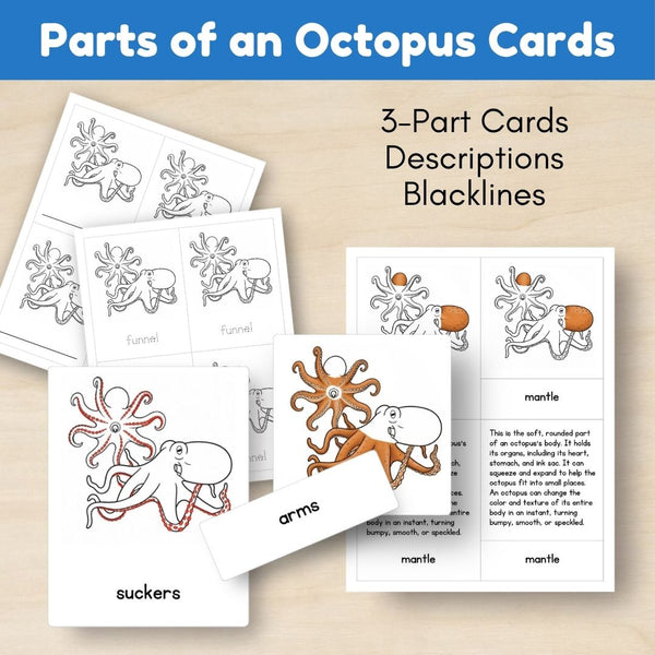 Ocean Biome: Life Cycle and Parts of an Octopus