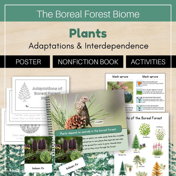 Boreal Forest (Taiga) Biome: Plants