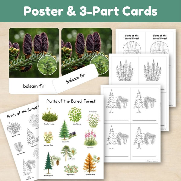 Boreal Forest (Taiga) Biome: Plants