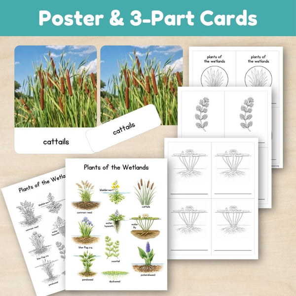 Wetland Biome: Plants