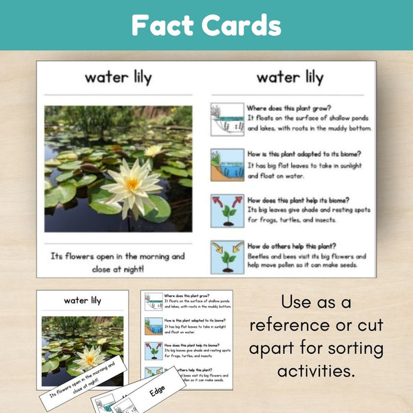Wetland Biome: Plants