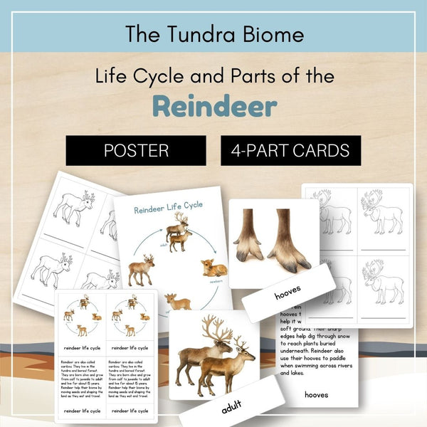 Tundra Biome: Life Cycle and Parts of a Reindeer (Caribou)
