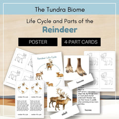 Tundra Biome: Life Cycle and Parts of a Reindeer (Caribou)