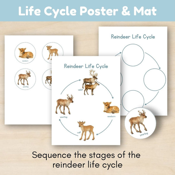 Tundra Biome: Life Cycle and Parts of a Reindeer (Caribou)