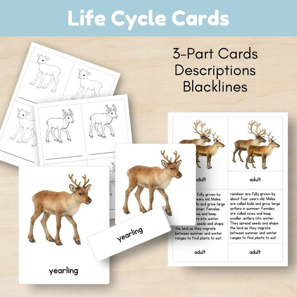 Tundra Biome: Life Cycle and Parts of a Reindeer (Caribou)