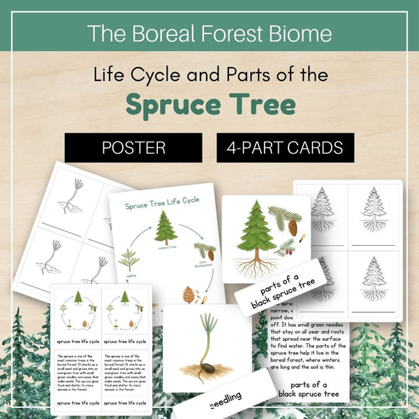 Boreal Forest (Taiga) Biome: Life Cycle and Parts of a Spruce Tree