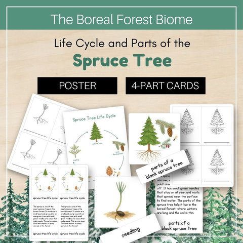 Boreal Forest (Taiga) Biome: Life Cycle and Parts of a Spruce Tree