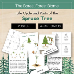Boreal Forest (Taiga) Biome: Life Cycle and Parts of a Spruce Tree