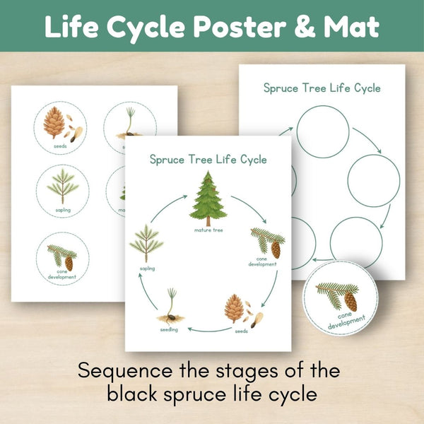 Boreal Forest (Taiga) Biome: Life Cycle and Parts of a Spruce Tree