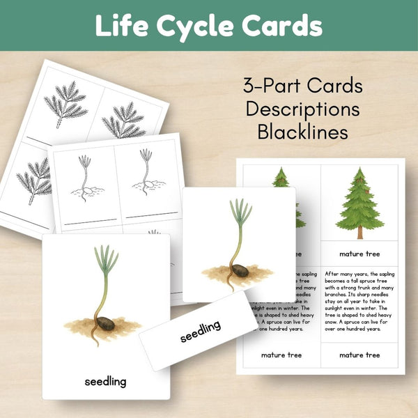 Boreal Forest (Taiga) Biome: Life Cycle and Parts of a Spruce Tree