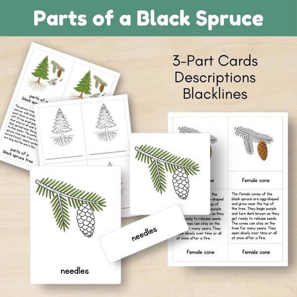 Boreal Forest (Taiga) Biome: Life Cycle and Parts of a Spruce Tree