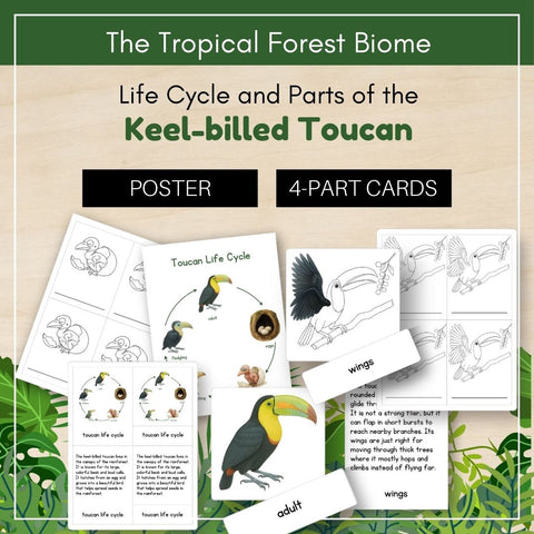 Tropical Forest Biome: Life Cycle and Parts of a Keel-Billed Toucan - Trillium Montessori