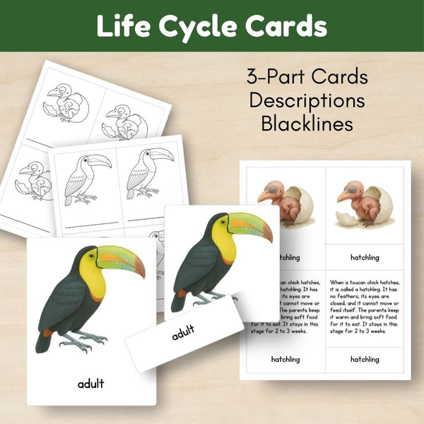 Tropical Forest Biome: Life Cycle and Parts of a Keel-Billed Toucan - Trillium Montessori