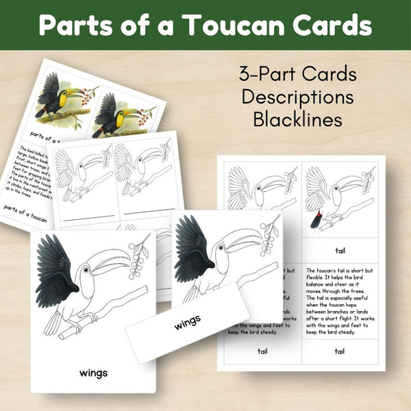 Tropical Forest Biome: Life Cycle and Parts of a Keel-Billed Toucan - Trillium Montessori