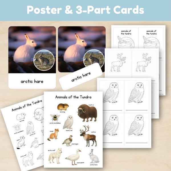 Tundra Biome: Animals