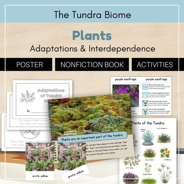 Tundra Biome: Plants