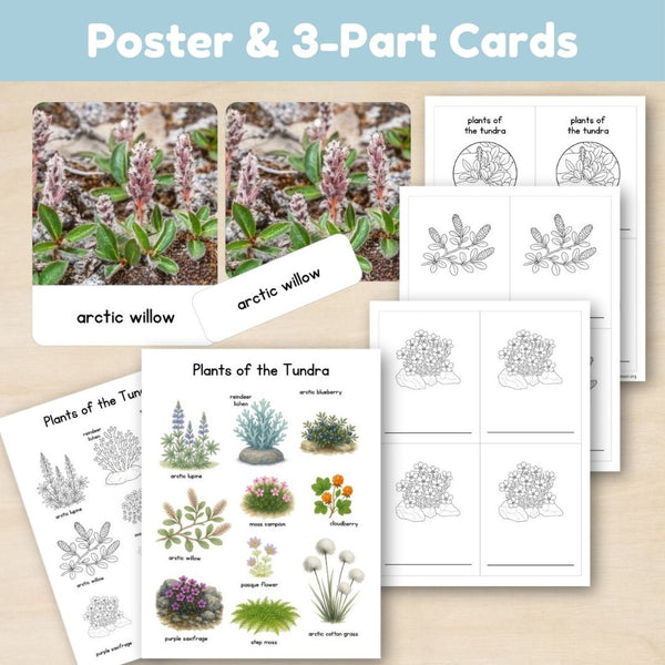 Tundra Biome: Plants