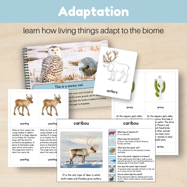 Tundra Biome: Bundle