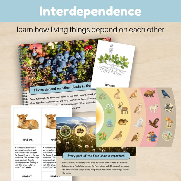 Tundra Biome: Bundle