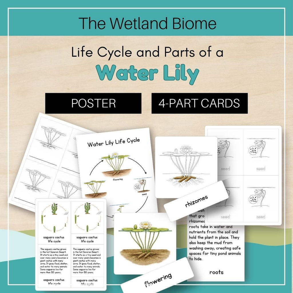 Wetland Biome: Life Cycle and Parts of a Water Lily