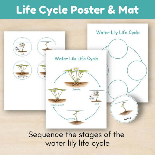Wetland Biome: Life Cycle and Parts of a Water Lily