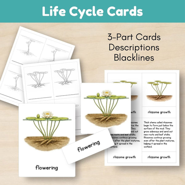 Wetland Biome: Life Cycle and Parts of a Water Lily