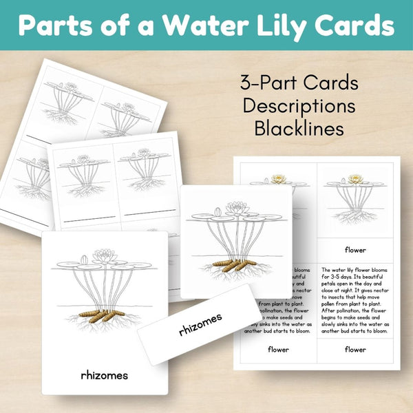 Wetland Biome: Life Cycle and Parts of a Water Lily