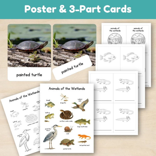 Wetland Biome: Animals