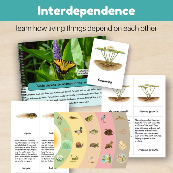 Wetland Biome: Bundle