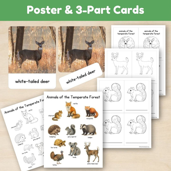 Temperate Forest Biome: Animals