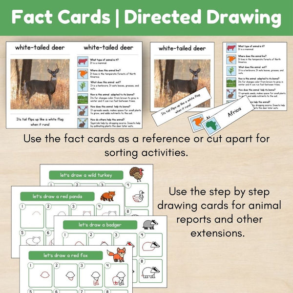 Temperate Forest Biome: Animals