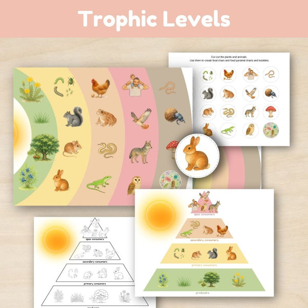 Introduction to Biomes: Intro to Food Chains