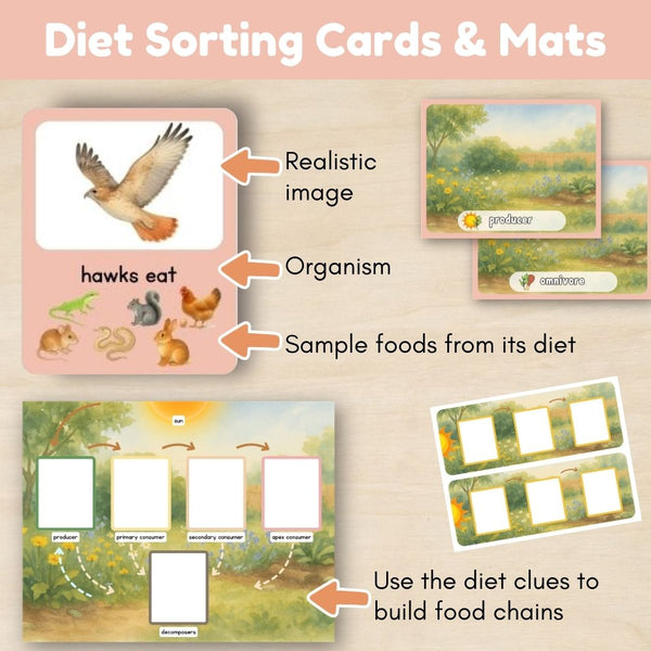 Introduction to Biomes: Intro to Food Chains