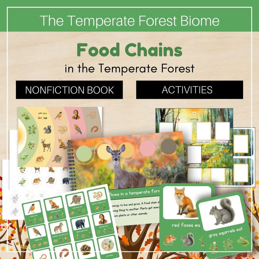 Temperate Forest Biome: Food Chains