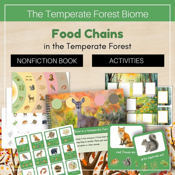 Temperate Forest Biome: Food Chains