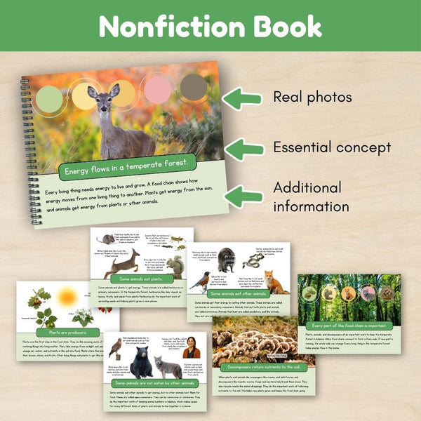 Temperate Forest Biome: Food Chains