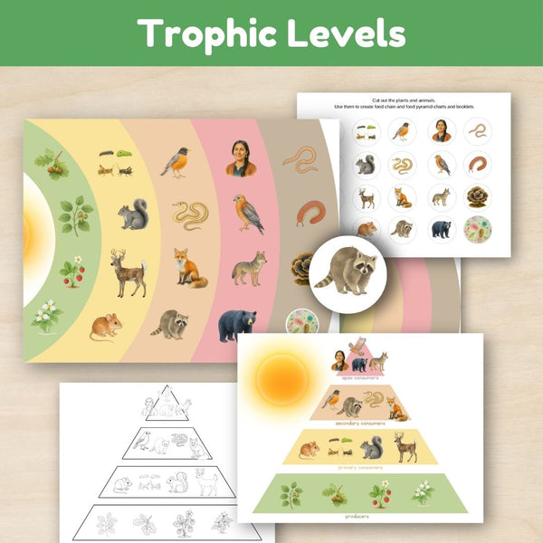 Temperate Forest Biome: Food Chains