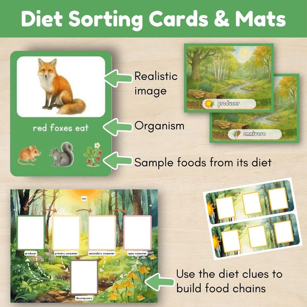 Temperate Forest Biome: Food Chains