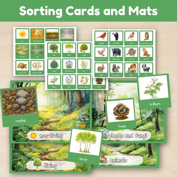 Temperate Forest Biome: Introduction