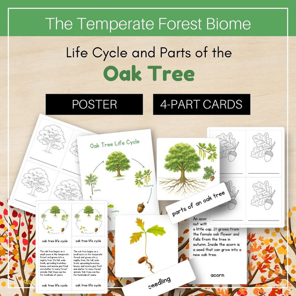 Temperate Forest Biome: Life Cycle and Parts of an Oak Tree