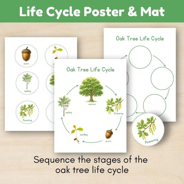 Temperate Forest Biome: Life Cycle and Parts of an Oak Tree