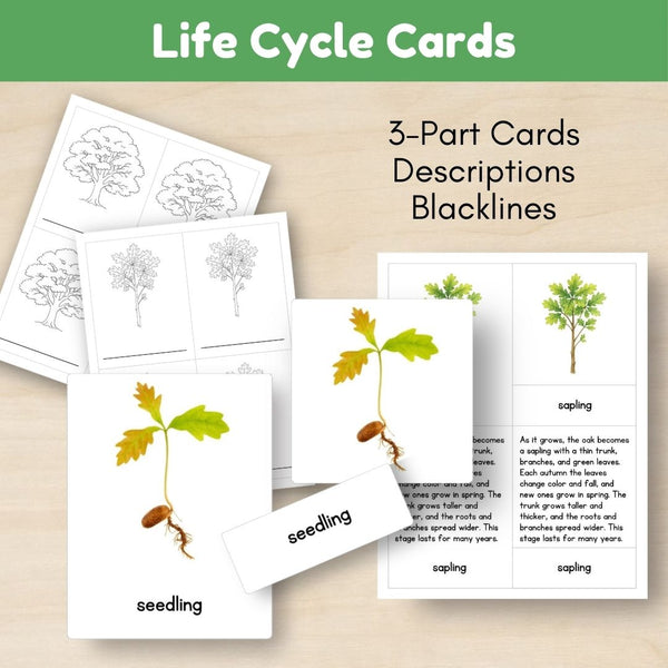Temperate Forest Biome: Life Cycle and Parts of an Oak Tree