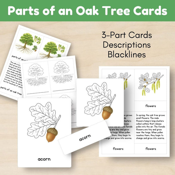 Temperate Forest Biome: Life Cycle and Parts of an Oak Tree